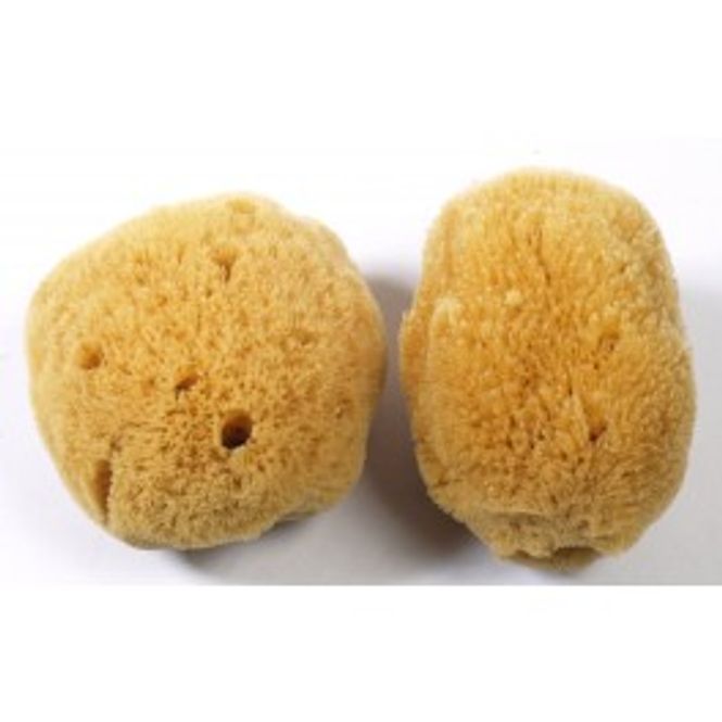 Hovedbilde SV Caribisk natursvamp (10-12cm)